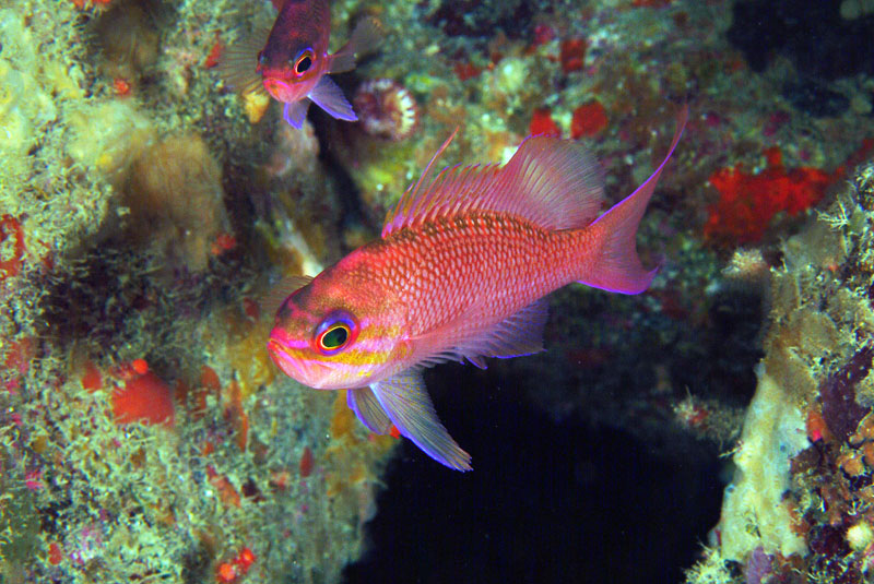 Anthias anthias